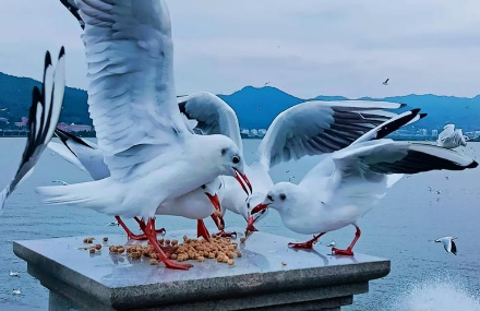 海鸥哪里能买